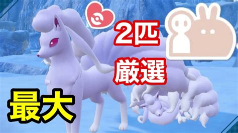 【色証】最大サイズのダブル証色違いアローラキュウコンを厳選！【ポケモンsv】【アローラロコン大量発生】 Youtube