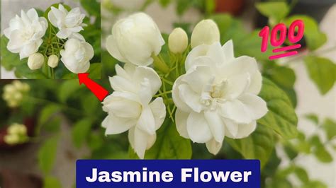 How To Grow Jasmine Mogra Plant In Pot Repotting Process YouTube