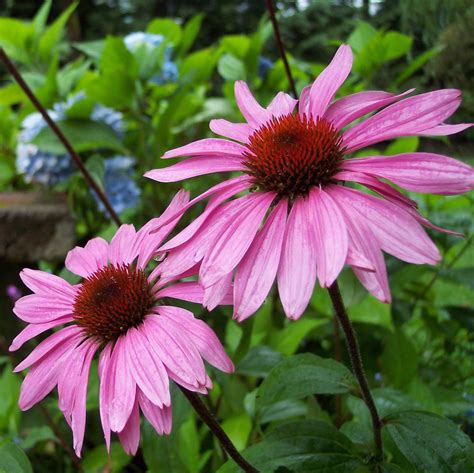 Echinacea Solar Flare Big Sky™ Solar Flare Coneflower Fragrant