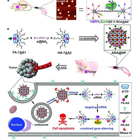 DNA Supermolecule Nanoassembly For Nucleic Acid Delivery A