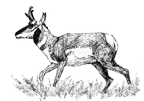 Pronghorn Antelope Stock Illustrations 129 Pronghorn Antelope Stock