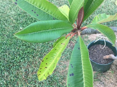 Pictures Of Plumeria Leaf Disease Quotes Trendy New