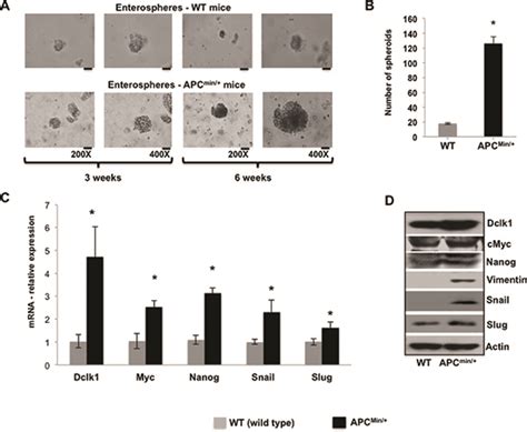 Dclk1 Facilitates Intestinal Tumor Growth Via Enhancing Pluripotency