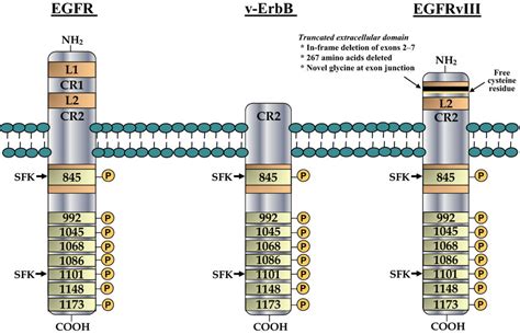 The Epidermal Growth Factor Receptor Variant Iii Egfrviii Where Wild