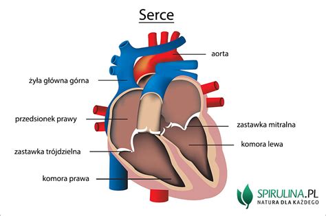 Serce Algi Spirulina I Chlorella