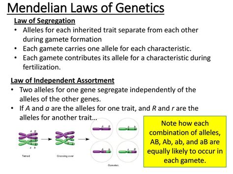 Predicting The Inheritance Of Genetic Traits Ppt Download