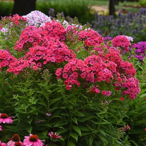 Tall Garden Phlox Fasci Garden