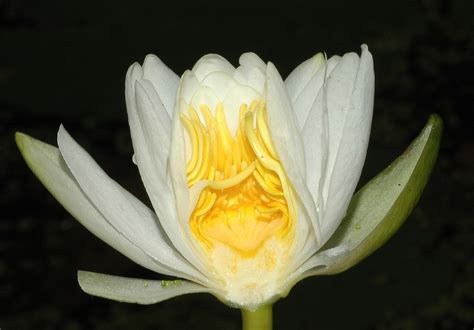 Nymphaea odorata (Nymphaeaceae) image 14682 at