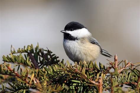 The Strange and Wonderful World of Bird Beaks - Chipper Birds