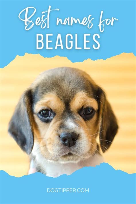 175 Beagle Names for Tricolor, Red & White and Lemon Beagles!