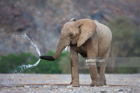 An Elephant Spraying Water On Itself With Its Trunk