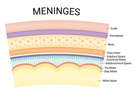 Meninges Science Design Vector Illustration Diagram 40983149 Vector Art At Vecteezy