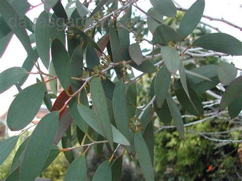 Plantfiles Pictures Snow Gum Eucalyptus Pauciflora Subsp Niphophila