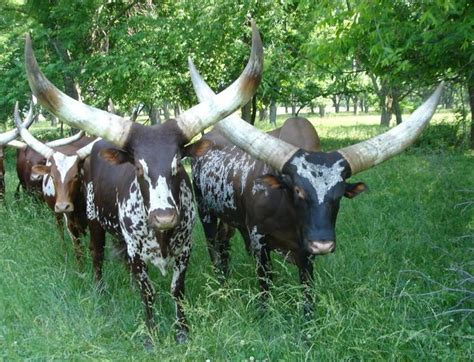 Watusi Cattle World Record Horn