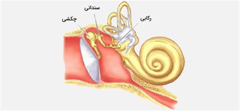 گوش انسان — آناتومی، ساختار، عمکرد و اجزا به زبان ساده فرادرس مجله‌