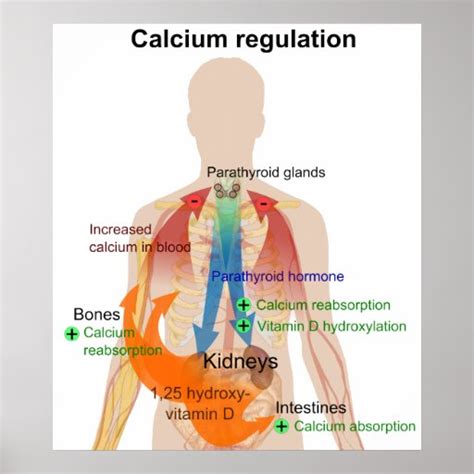 Calcium Regulation in the Human Body Chart Print | Zazzle