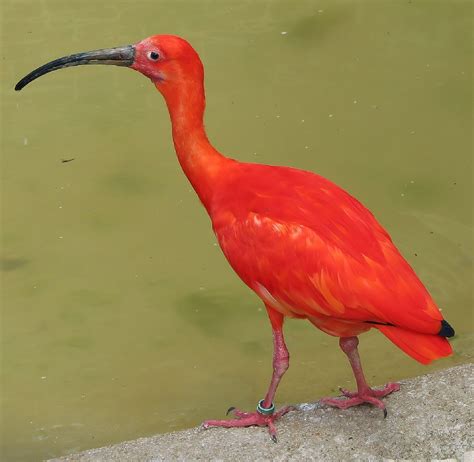 Download free photo of Scarlet ibis,bird,tropical,portrait,wader - from