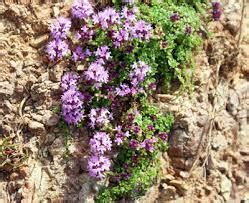 Facts of Wild Thyme | Veggies Info