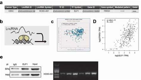 Full Article Lncrna Hoxd As1 Affects Proliferation And Apoptosis Of