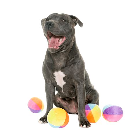 Staffordshire Bull Terrier Barking, Dog, Adult, Pitbull PNG Transparent