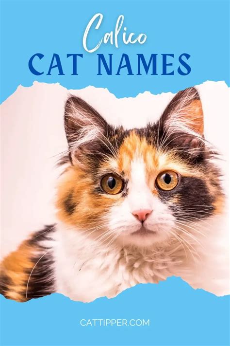 Calico Cat Names For Your Tri Color Cat