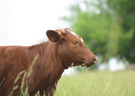 Cow Grazing In Field Stock Image Image Of Landscape 31338343