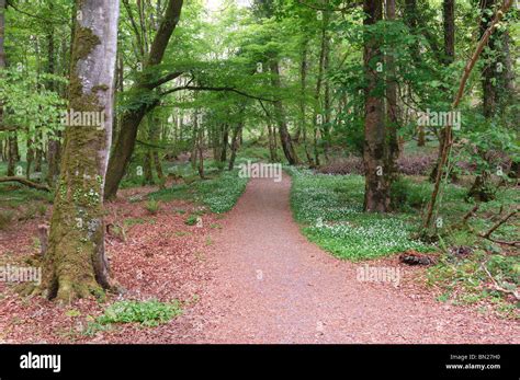 Urban Woodland Walk Hi Res Stock Photography And Images Alamy