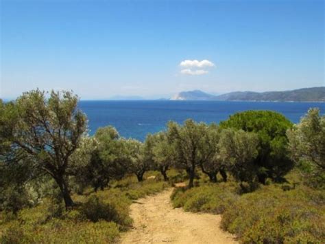 Bosque mediterráneo características flora y fauna Resumen