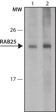 Anti Rab25 Antibody Mouse Monoclonal Clone RAB25 20 Purified From