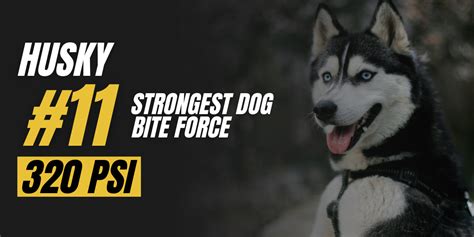 Husky Bite Force Spartacus Law Firm