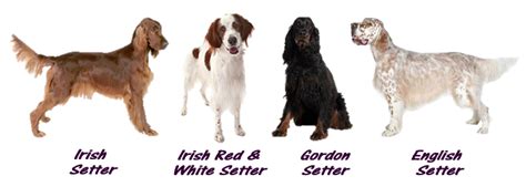 worldly dogs blog worldly dogs