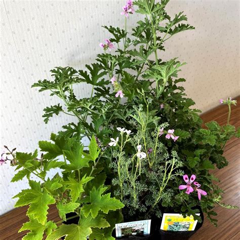 ハーブゼラニウム 3号 5ポットセット フルーツ系 自家栽培 ハーブ 観葉植物 家庭菜園 蚊連草 zese ps 005 2 はなこ