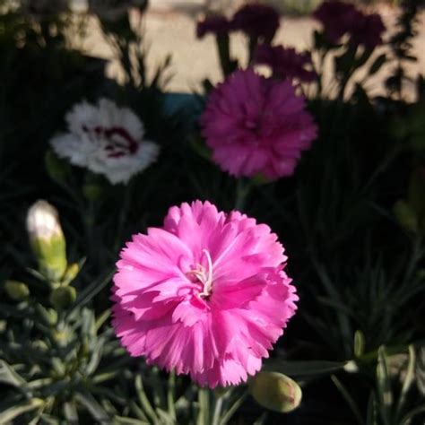 Oeillet Anglais Tickled Pink Dianthus Plumarius