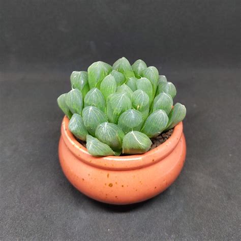 Haworthia Cooperi Pilifera Plants