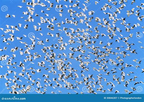 Flock Of Migrating Birds Royalty Free Stock Photography - Image: 30846307