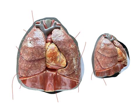 Lungs Quiz