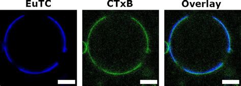 Imaging Giant Vesicle Membrane Domains With A Luminescent Europium