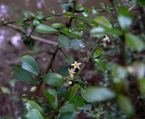 Australian Pittosporaceae