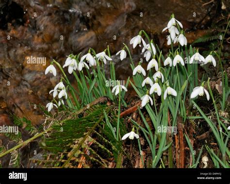 Snowdrop Valley Exmoor Hi Res Stock Photography And Images Alamy