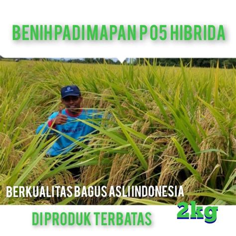 Benih Padi Mapan P Hibrida Kualitas Original Kemasan Kg Lazada