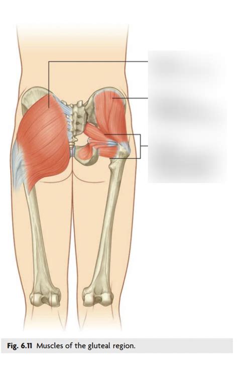 gluteal muscles Diagram | Quizlet