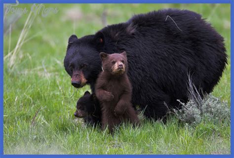 Yellowstone Bears - ToursMaps.com