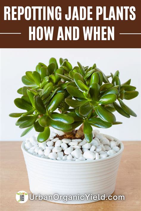 How And When To Repot Jade Plants For Maximum Growth Jade Plants