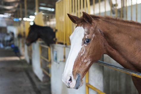 Care Strategies for Senior Horses – The Horse