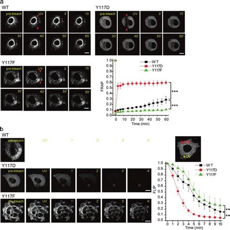 Phosphorylation Of Vimentin At Tyr Is Critical For Vif Dynamics A A