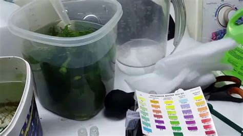 How To Lower Aquarium Ph With Vinegar A Step By Step Guide