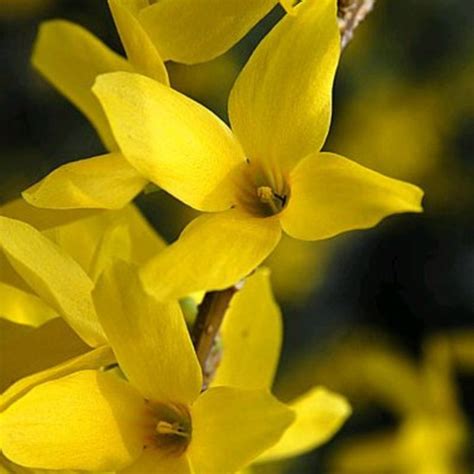 Show Off® Sugar Baby® Forsythia | Plant Addicts