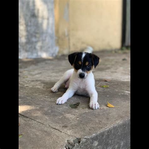 Growth Jack Russell Puppy Weight Chart Jack Russell