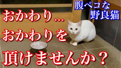 おかわり待ちを2回もする可愛い野良猫 Youtube