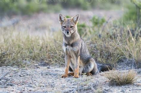 Pampas Grey fox in Pampas grass environment, La Pampa province ...